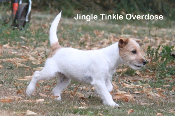 Jingle tinkle Overdose