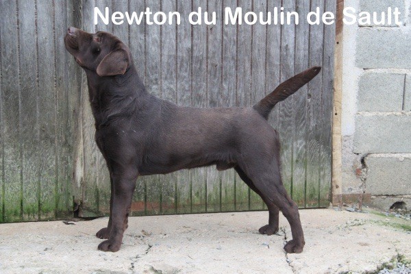 Newton Du Moulin Sault