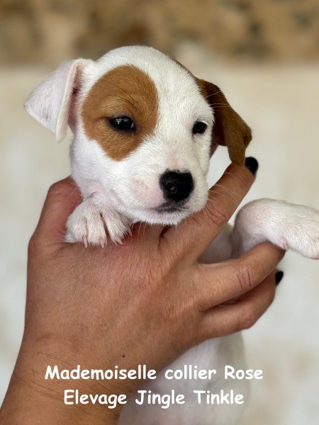 Jingle tinkle - Chiot disponible  - Jack Russell Terrier