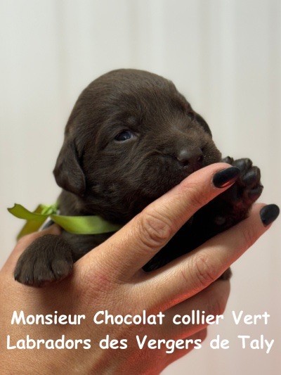 Monsieur Chocolat collier Vert