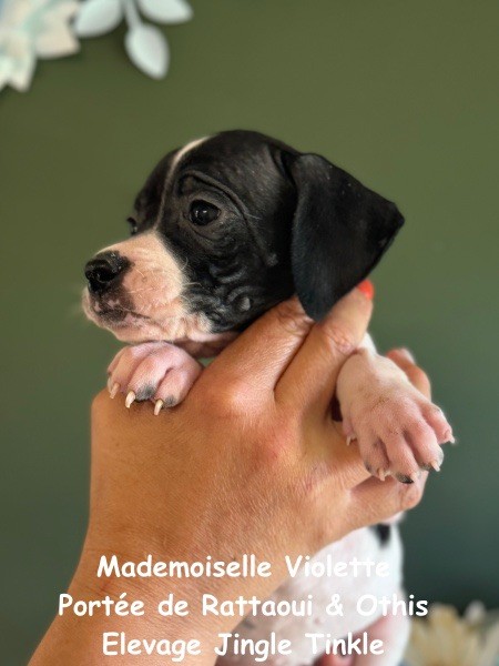 Jingle tinkle - Chiot disponible  - Pointer