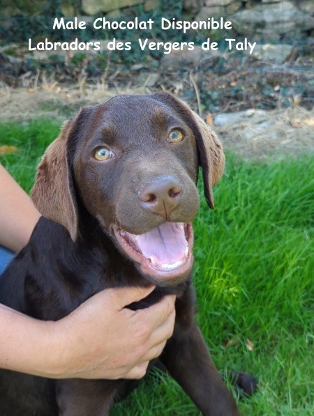 Jingle tinkle - Chiot disponible  - Labrador Retriever