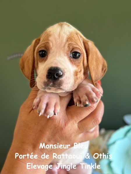 Jingle tinkle - Chiot disponible  - Pointer