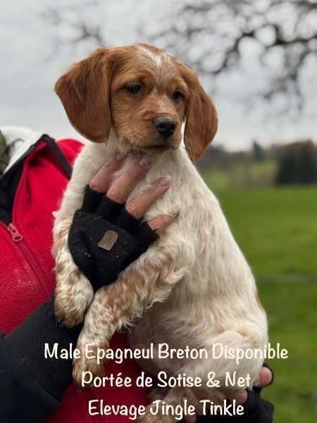 Jingle tinkle - Chiot disponible  - Epagneul Breton