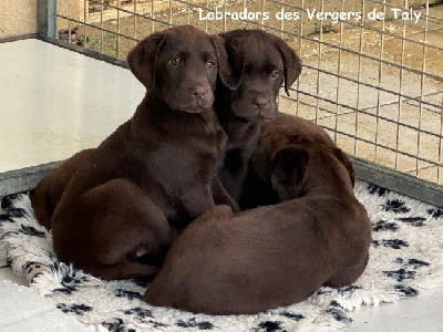 Jingle tinkle - Labrador Retriever - Portée née le 04/03/2024