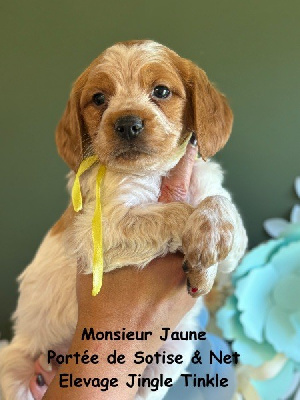 Male Orange & Blanc Collier Jaune