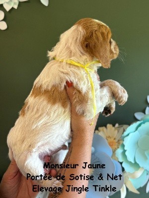 Male Orange & Blanc Collier Jaune