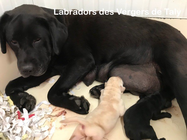 chiot Labrador Retriever Jingle tinkle
