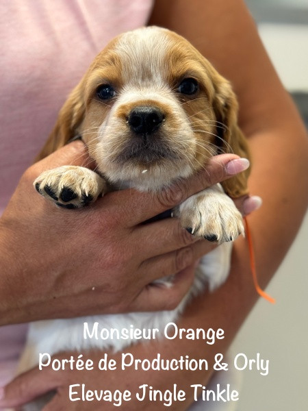 Jingle tinkle - Chiots disponibles - Epagneul Breton