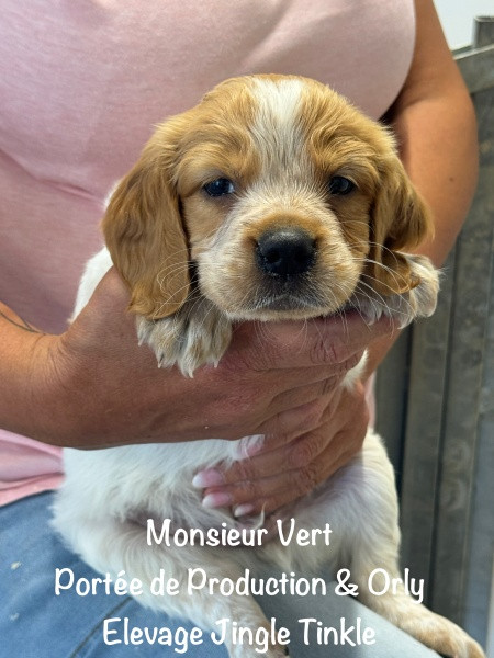 Jingle tinkle - Chiots disponibles - Epagneul Breton
