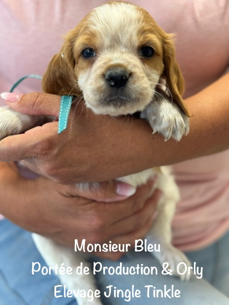 Jingle tinkle - Chiots disponibles - Epagneul Breton