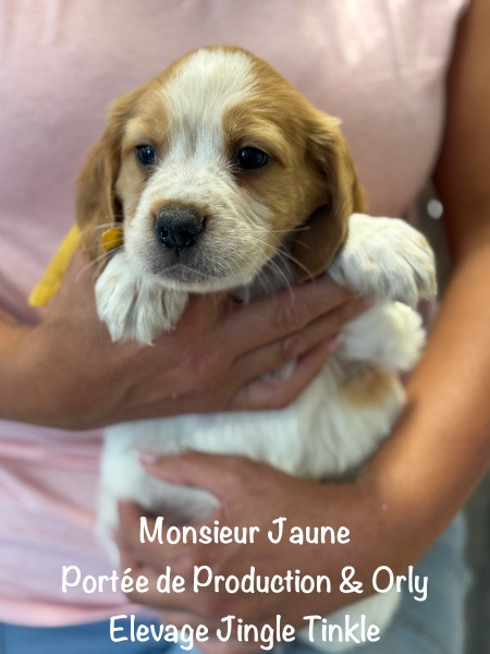 Jingle tinkle - Chiots disponibles - Epagneul Breton