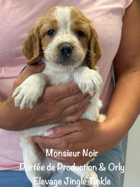 Jingle tinkle - Chiots disponibles - Epagneul Breton