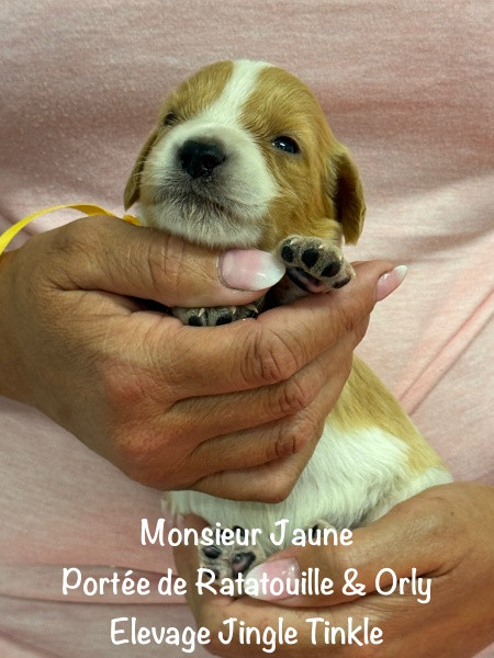 Jingle tinkle - Chiots disponibles - Epagneul Breton