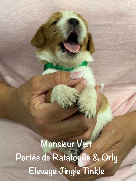 Jingle tinkle - Chiots disponibles - Epagneul Breton