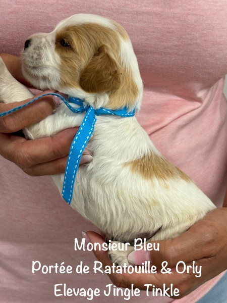 Jingle tinkle - Chiots disponibles - Epagneul Breton