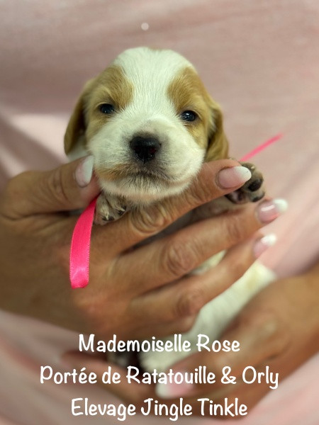 Jingle tinkle - Chiots disponibles - Epagneul Breton