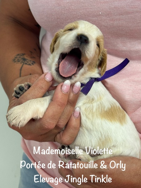 Jingle tinkle - Chiots disponibles - Epagneul Breton