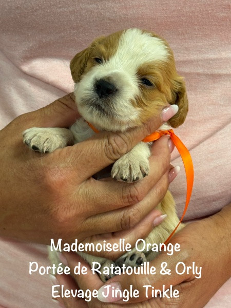 Jingle tinkle - Chiots disponibles - Epagneul Breton