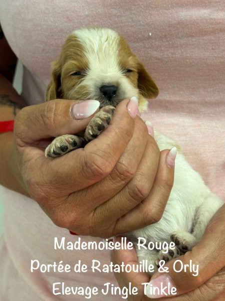 Jingle tinkle - Chiots disponibles - Epagneul Breton