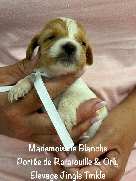 Jingle tinkle - Chiots disponibles - Epagneul Breton