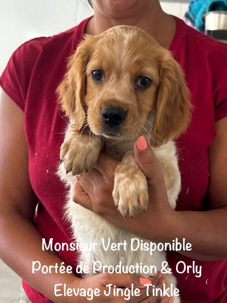 Jingle tinkle - Chiots disponibles - Epagneul Breton