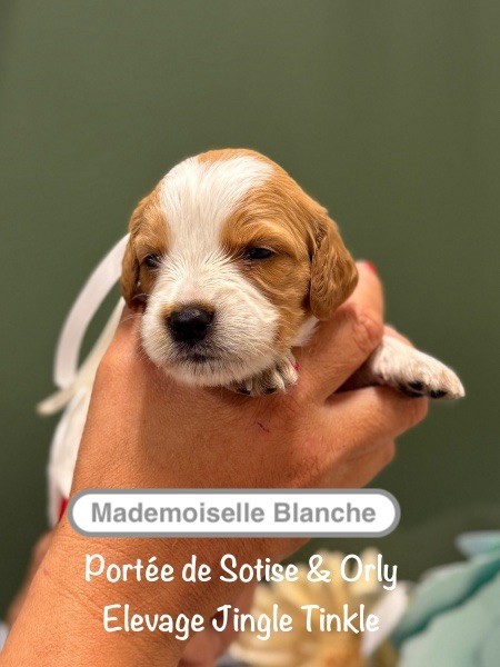Jingle tinkle - Chiots disponibles - Epagneul Breton