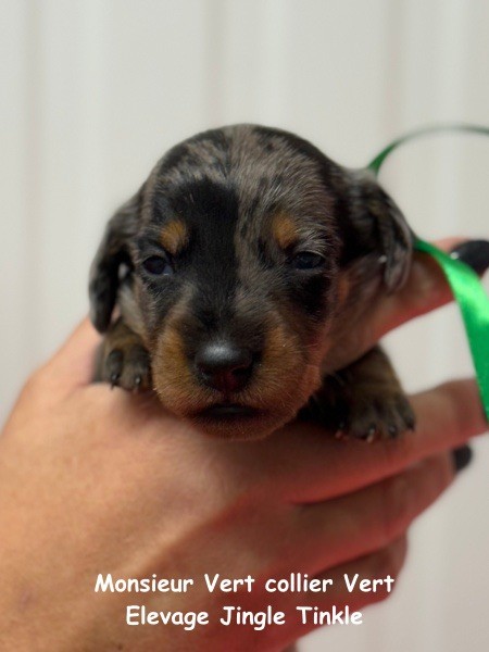 Jingle tinkle - Chiots disponibles - Teckel poil dur