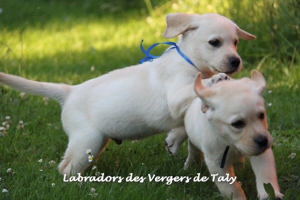 Puppy Labrador Retriever Jingle tinkle