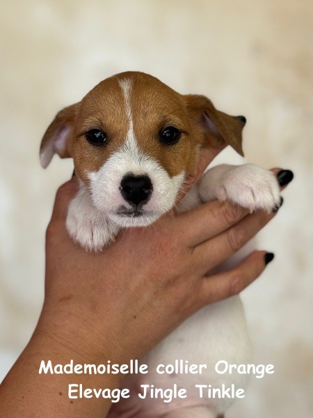 Jingle tinkle - Chiots disponibles - Jack Russell Terrier