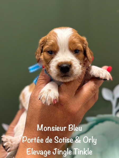 Jingle tinkle - Chiots disponibles - Epagneul Breton