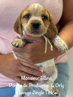 Monsieur collier Blanc