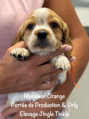 Monsieur collier Orange