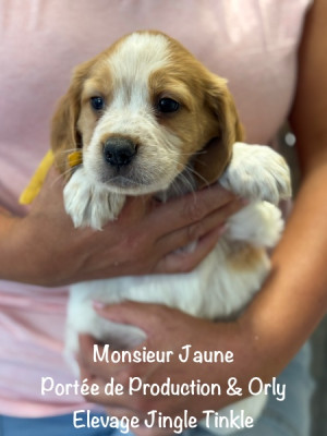 Monsieur collier Jaune