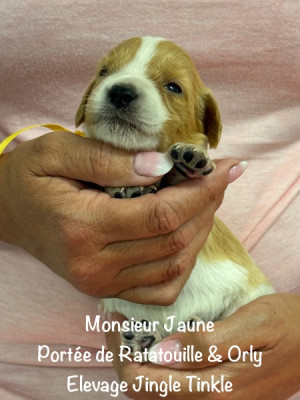 Monsieur collier Jaune