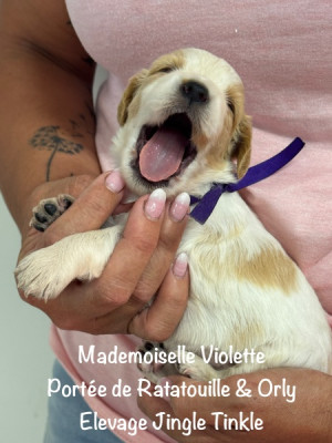 Mademoiselle collier Violet
