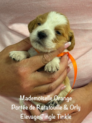 Mademoiselle collier Orange
