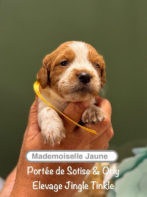 Monsieur collier Jaune