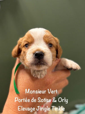 Monsieur collier Vert