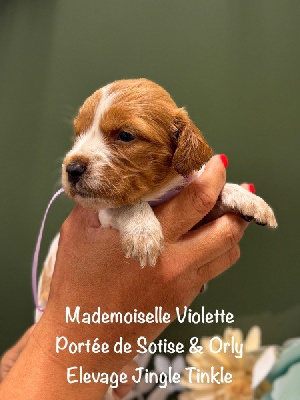 Mademoiselle collier Violette