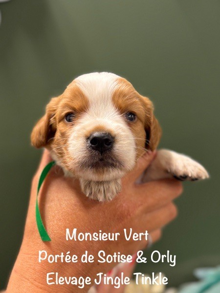 Jingle tinkle - Chiots disponibles - Epagneul Breton