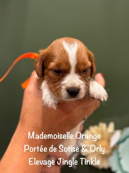 Jingle tinkle - Chiots disponibles - Epagneul Breton