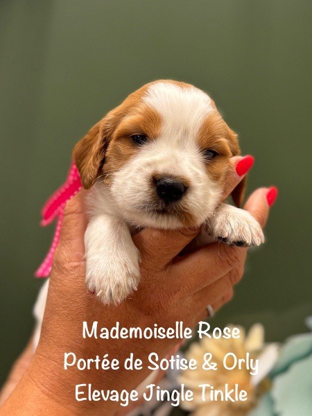 Jingle tinkle - Chiots disponibles - Epagneul Breton