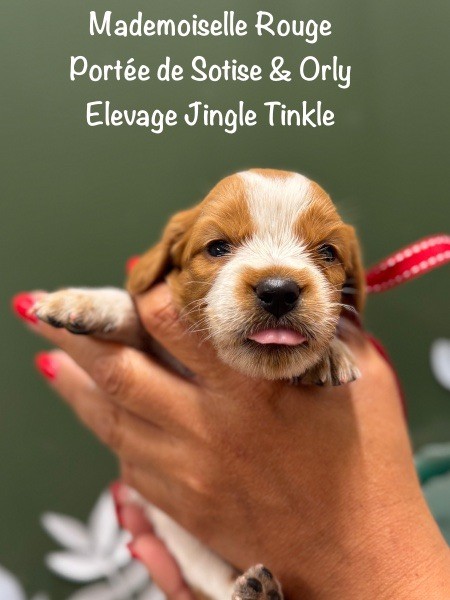 Jingle tinkle - Chiots disponibles - Epagneul Breton