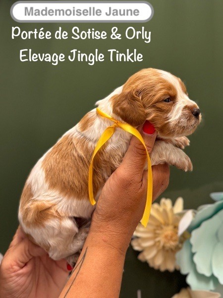 Chiot Epagneul Breton Jingle tinkle