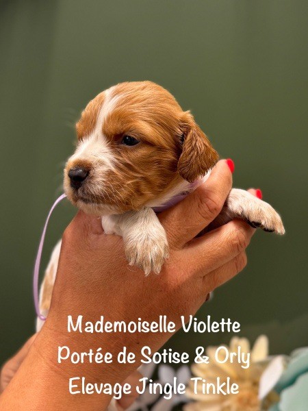 Jingle tinkle - Chiots disponibles - Epagneul Breton